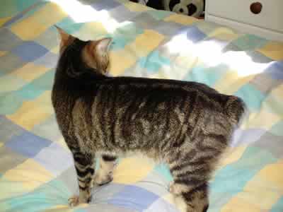 Tabby with a missing tail